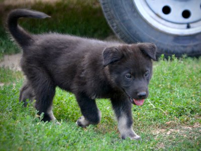 Happy Days Litter - 6 weeks old - Chachi - trotting right tail up