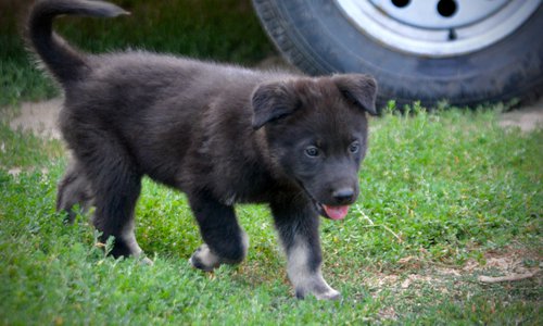 Happy Days Litter - 6 weeks old - Chachi - trotting right tail up