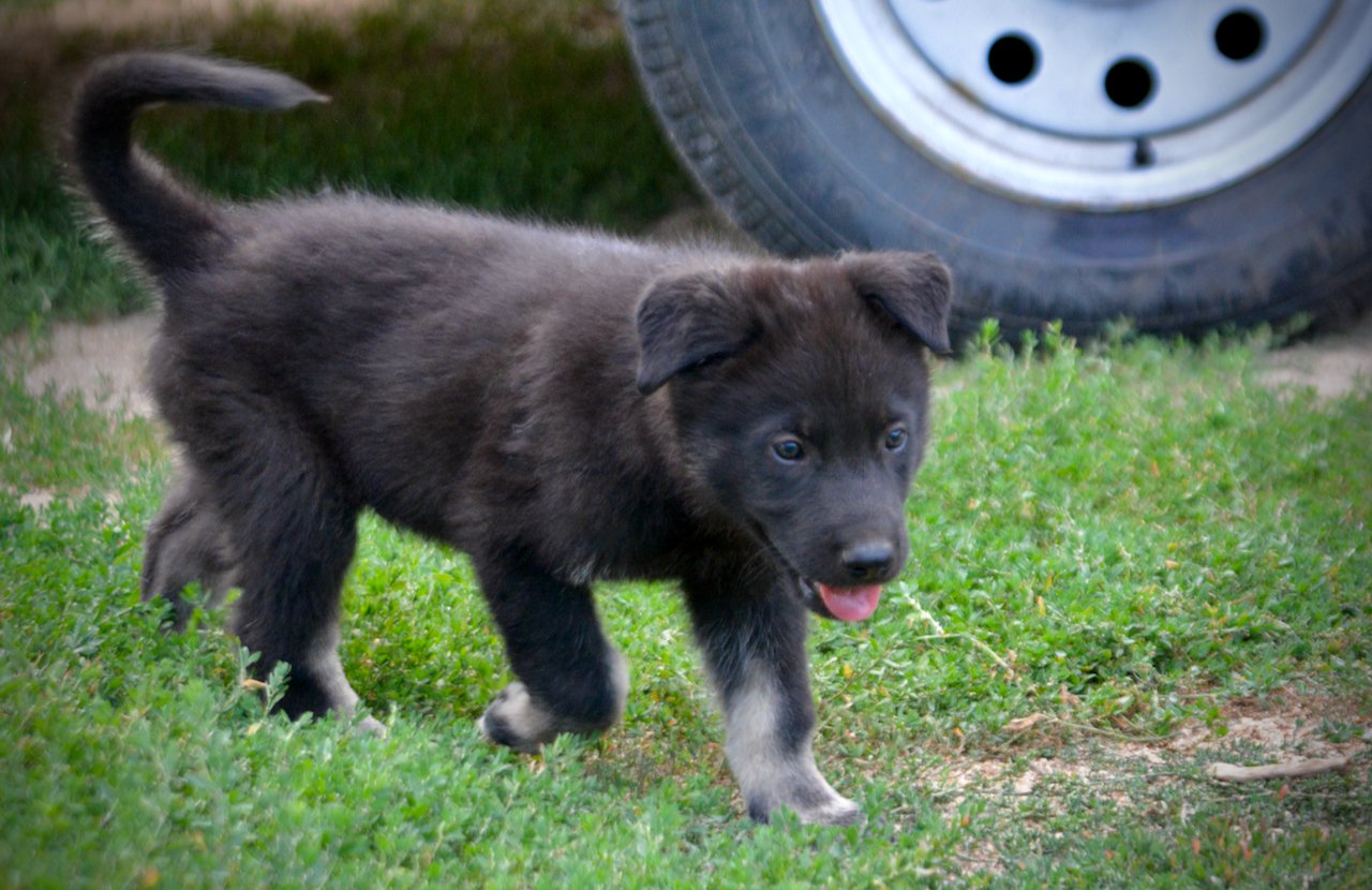 Happy Days Litter - 6 weeks old - Chachi - trotting right tail up