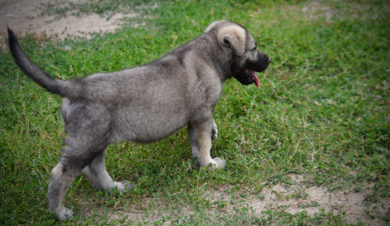 Happy Days Litter - 6 weeks old - Richie - walking right nice