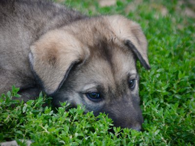 Happy Days Litter - 6 weeks old - Richie - head in the grass