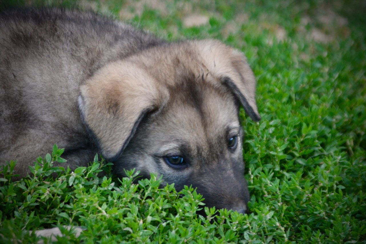 Happy Days Litter - 6 weeks old - Richie - head in the grass