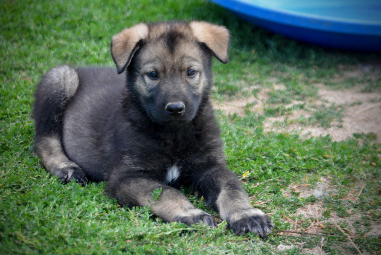 Happy Days Litter - 6 weeks old - Chachi - laying down head up