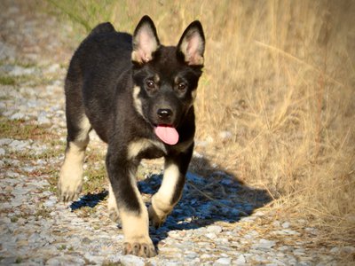 Happy Days - 12 weeks old - Joanie - trotting forward