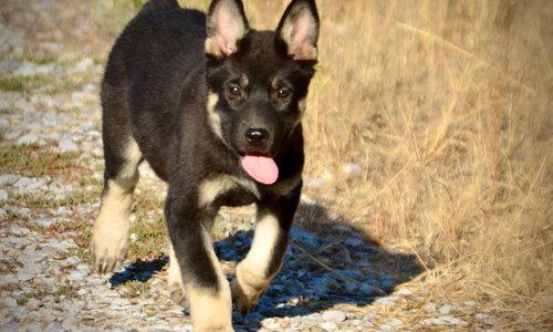 Happy Days - 12 weeks old - Joanie - trotting forward