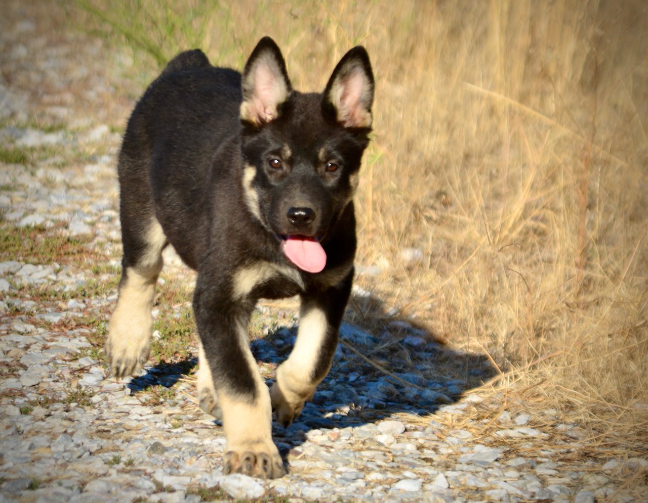 Happy Days - 12 weeks old - Joanie - trotting forward