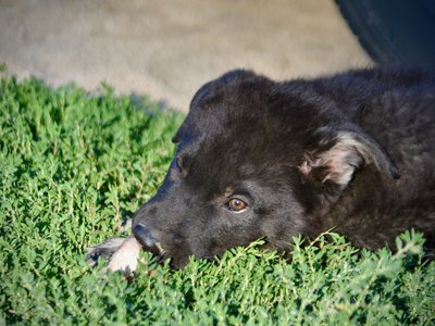 Happy Days - 12 weeks old - Chachie - head shot w/ bone