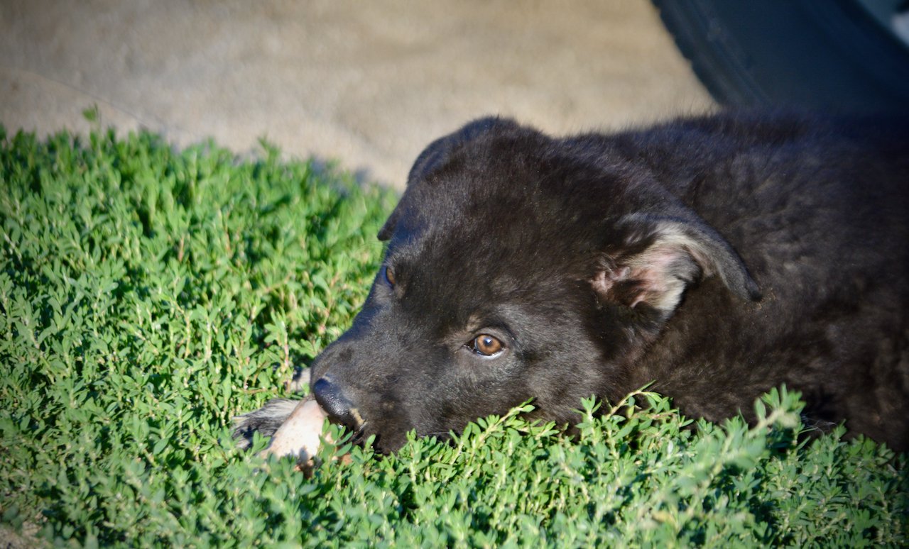 Happy Days - 12 weeks old - Chachie - head shot w/ bone