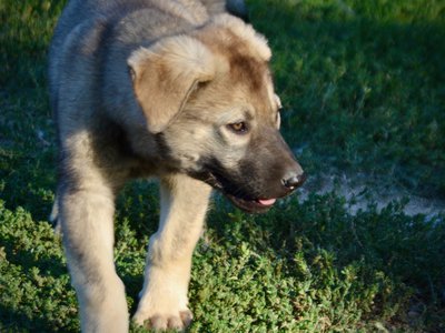 Happy Days - 12 weeks old - Jenny - walking forward looking right