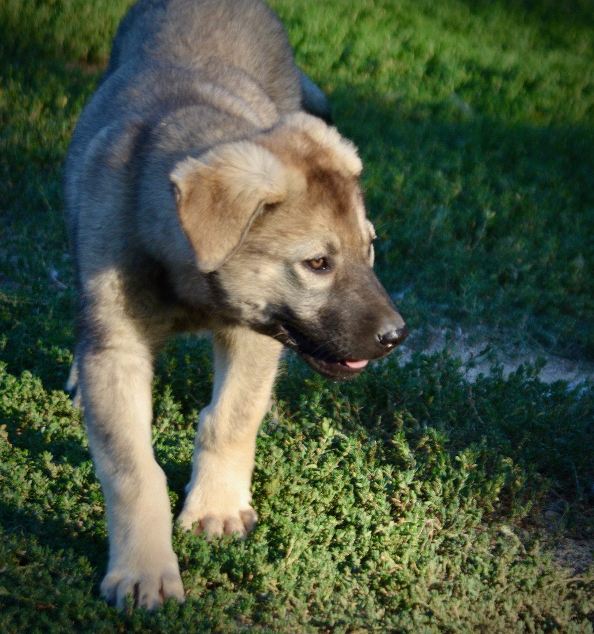 Happy Days - 12 weeks old - Jenny - walking forward looking right