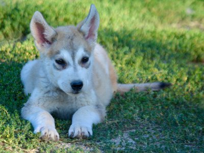 Happy Days - 12 weeks old - Heather - laying in grass