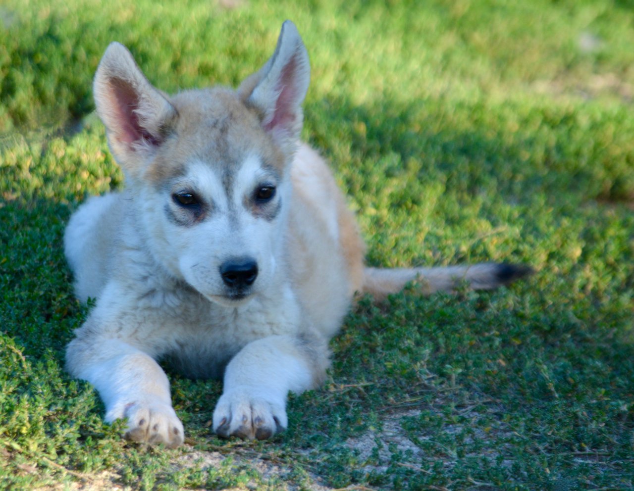 Happy Days - 12 weeks old - Heather - laying in grass