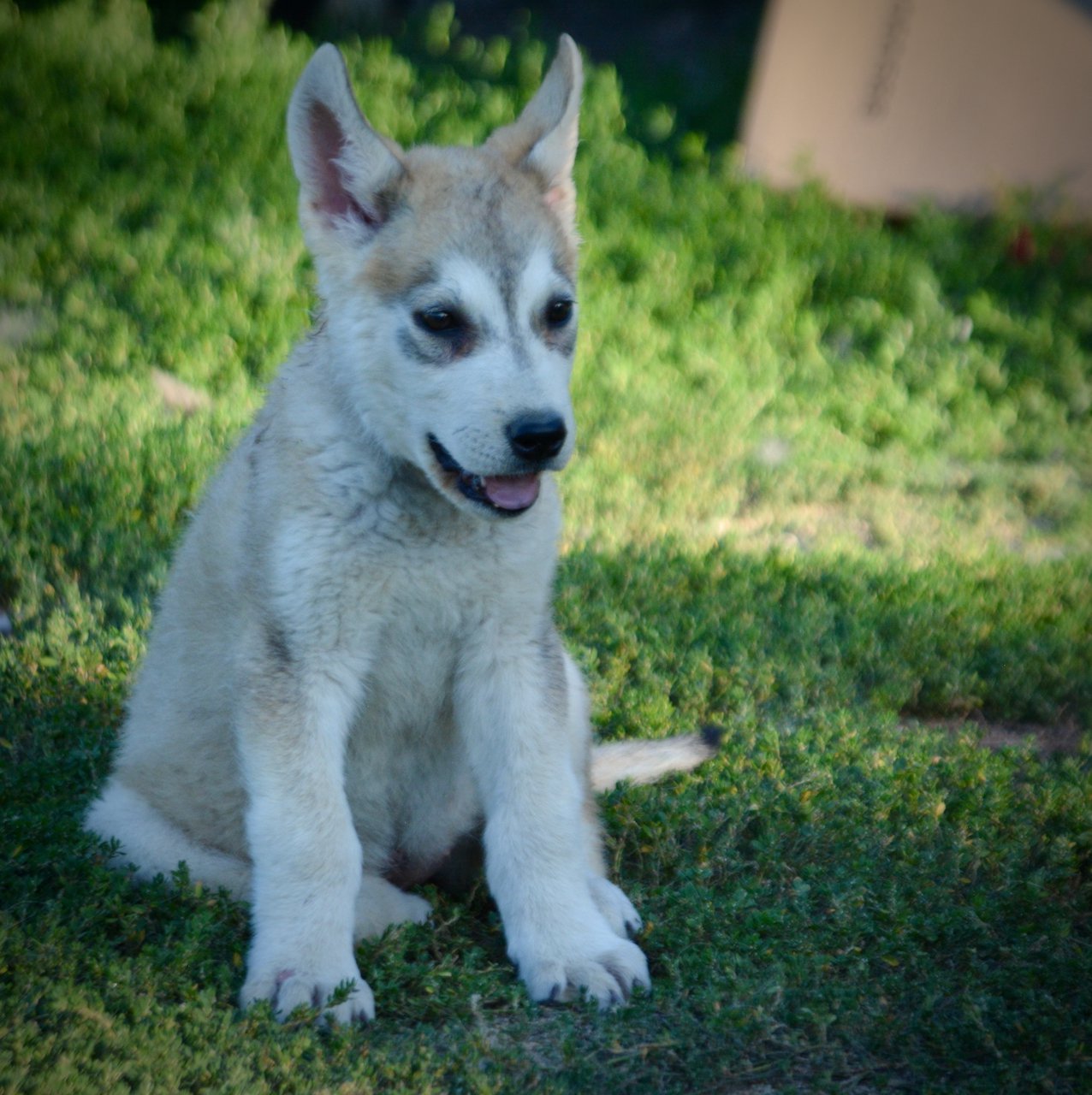 Happy Days - 12 weeks old - Heather - sitting in grass