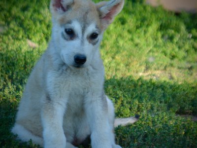 Happy Days - 12 weeks old - Heather - sitting in grass - head tilt