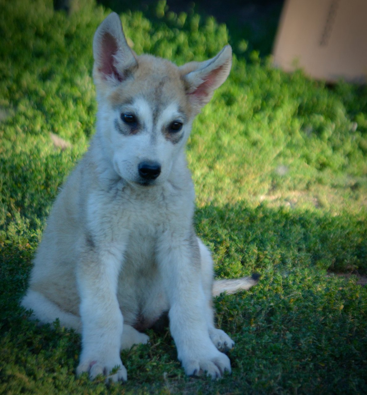 Happy Days - 12 weeks old - Heather - sitting in grass - head tilt