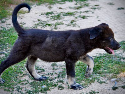 Happy Days - 12 weeks old - Chachi - walking tail up