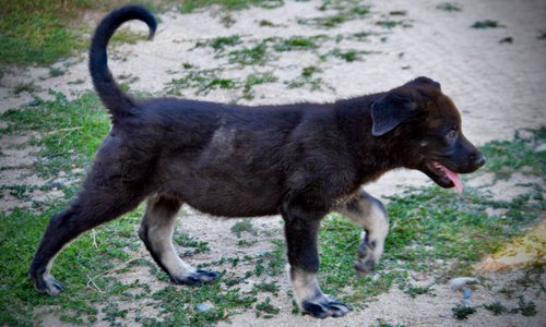 Happy Days - 12 weeks old - Chachi - walking tail up