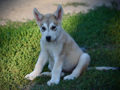 Happy Days - 12 weeks old - Heather - sitting in grass - pudge