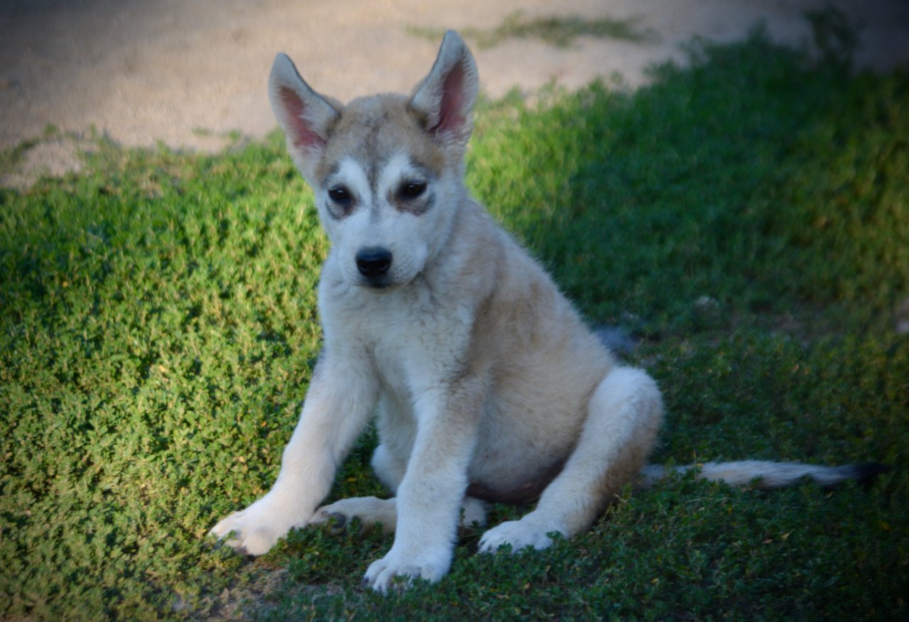 Happy Days - 12 weeks old - Heather - sitting in grass - pudge
