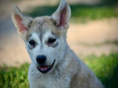 Happy Days - 12 weeks old - Heather - head shot - smiling