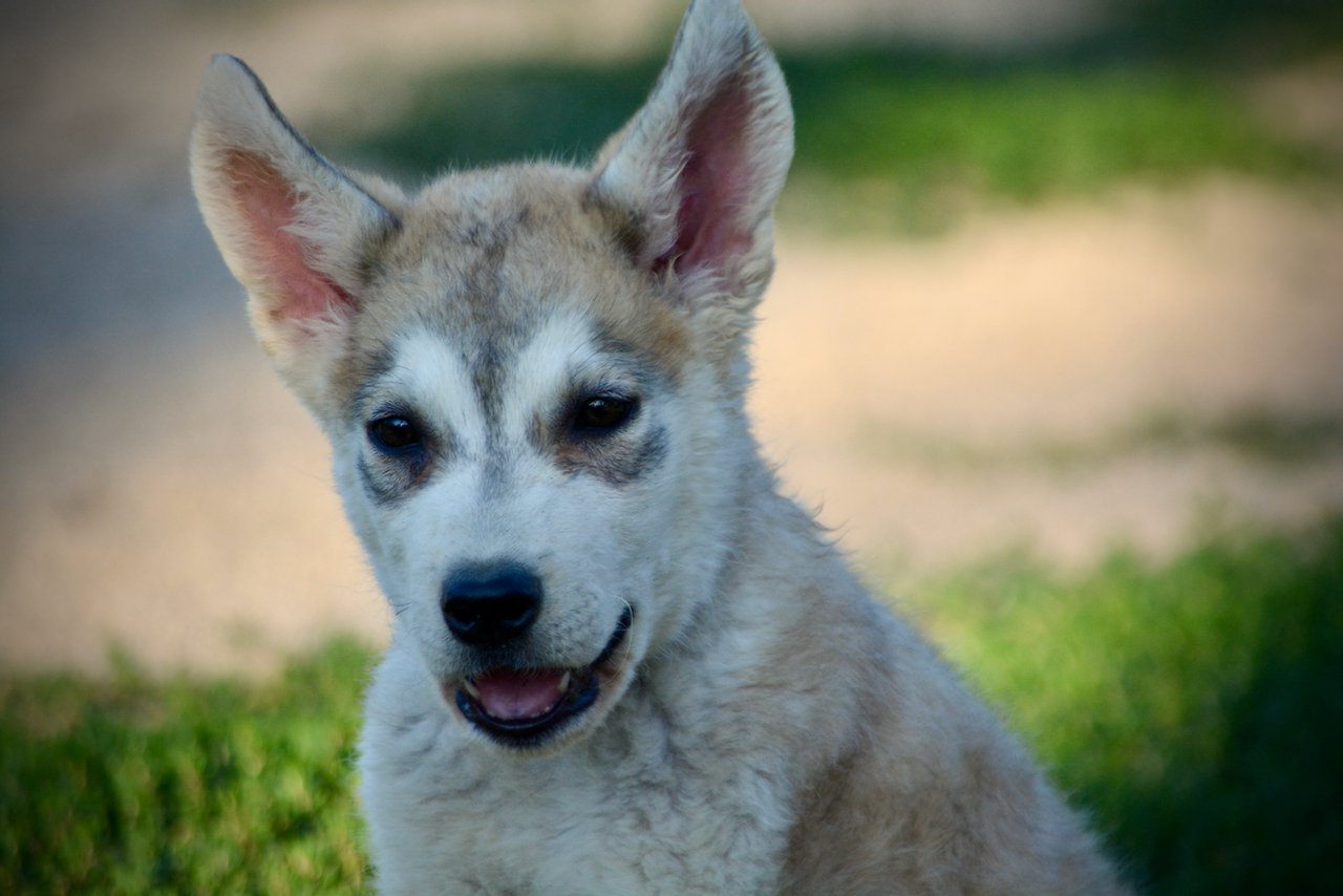 Happy Days - 12 weeks old - Heather - head shot - smiling