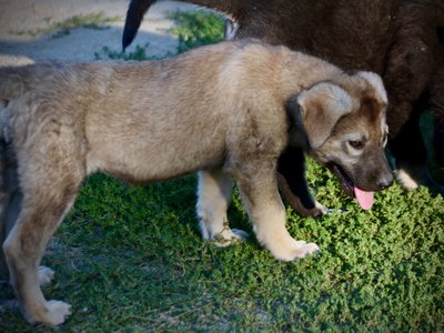 Happy Days - 12 weeks old - Jenny - standing with head down - wolf look