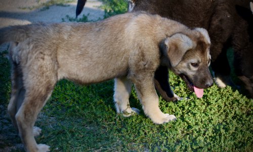 Happy Days - 12 weeks old - Jenny - standing with head down - wolf look