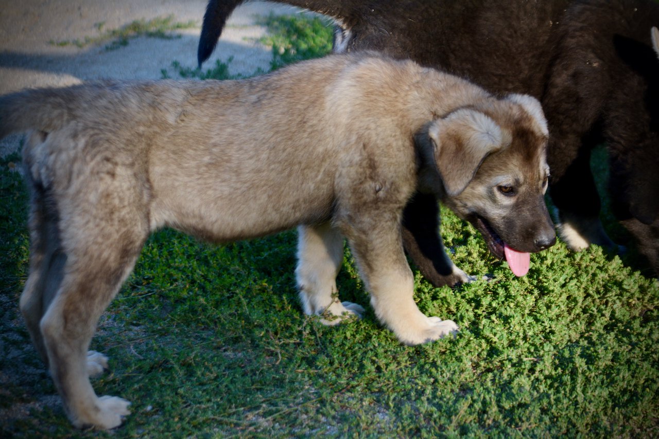 Happy Days - 12 weeks old - Jenny - standing with head down - wolf look
