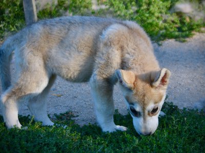 Happy Days - 12 weeks old - Heather - walking right - sniffing grass