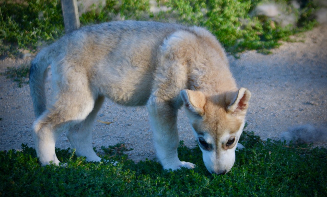 Happy Days - 12 weeks old - Heather - walking right - sniffing grass