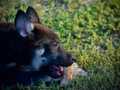 Happy Days - 12 weeks old - Joanie - eating bone in grass