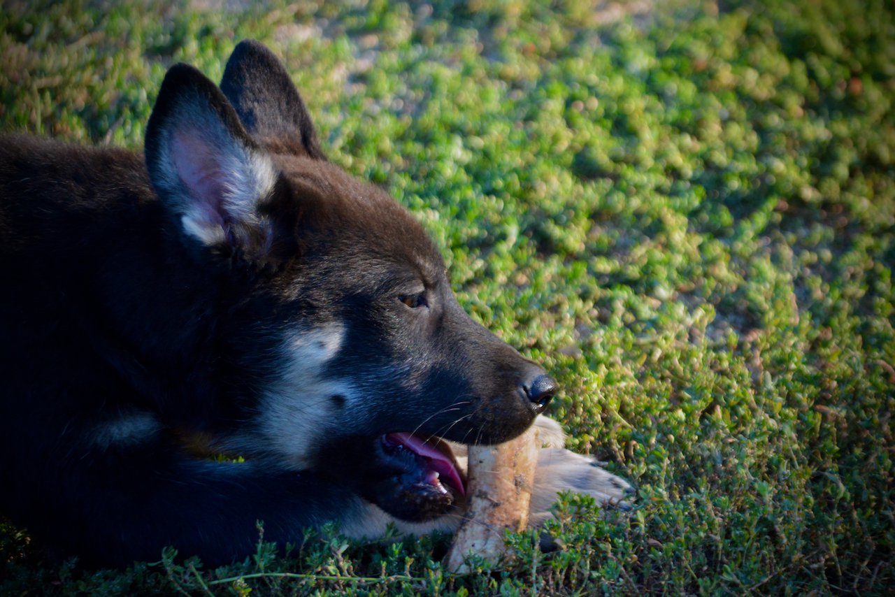 Happy Days - 12 weeks old - Joanie - eating bone in grass