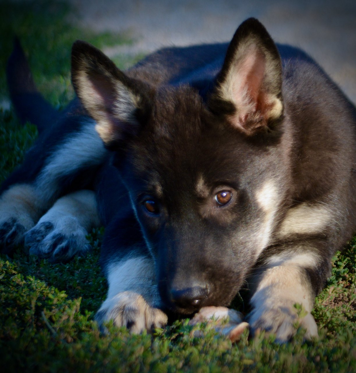 Happy Days - 12 weeks old - Joanie - front view - bone in grass
