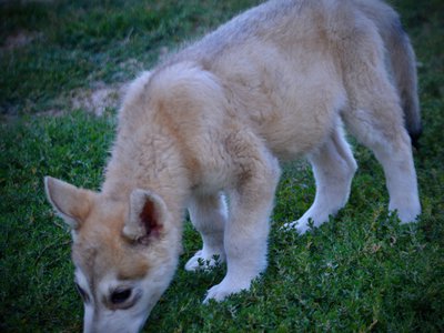 Happy Days - 12 weeks old - Heather - sniffing grass - left