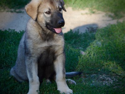 Happy Days - 12 weeks old - Jenny - sitting in grass