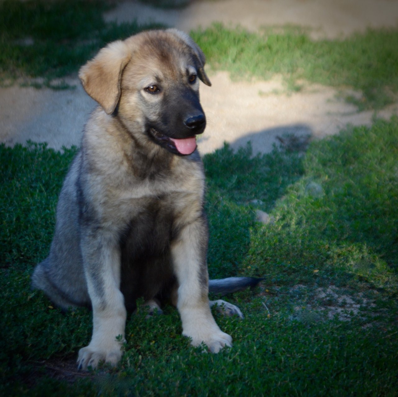 Happy Days - 12 weeks old - Jenny - sitting in grass