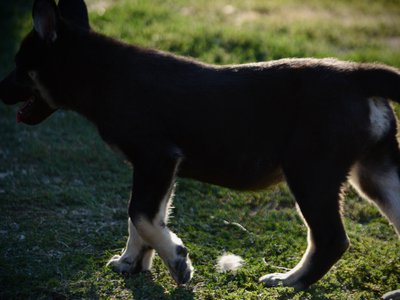 Happy Days - 12 weeks old - Joanie - walking - back lit