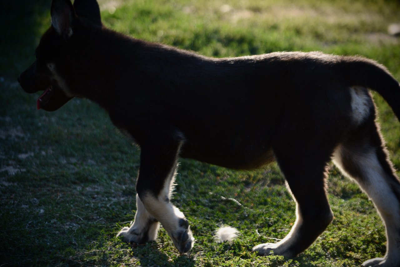 Happy Days - 12 weeks old - Joanie - walking - back lit
