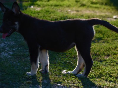 Happy Days - 12 weeks old - Joanie - standing backlit1