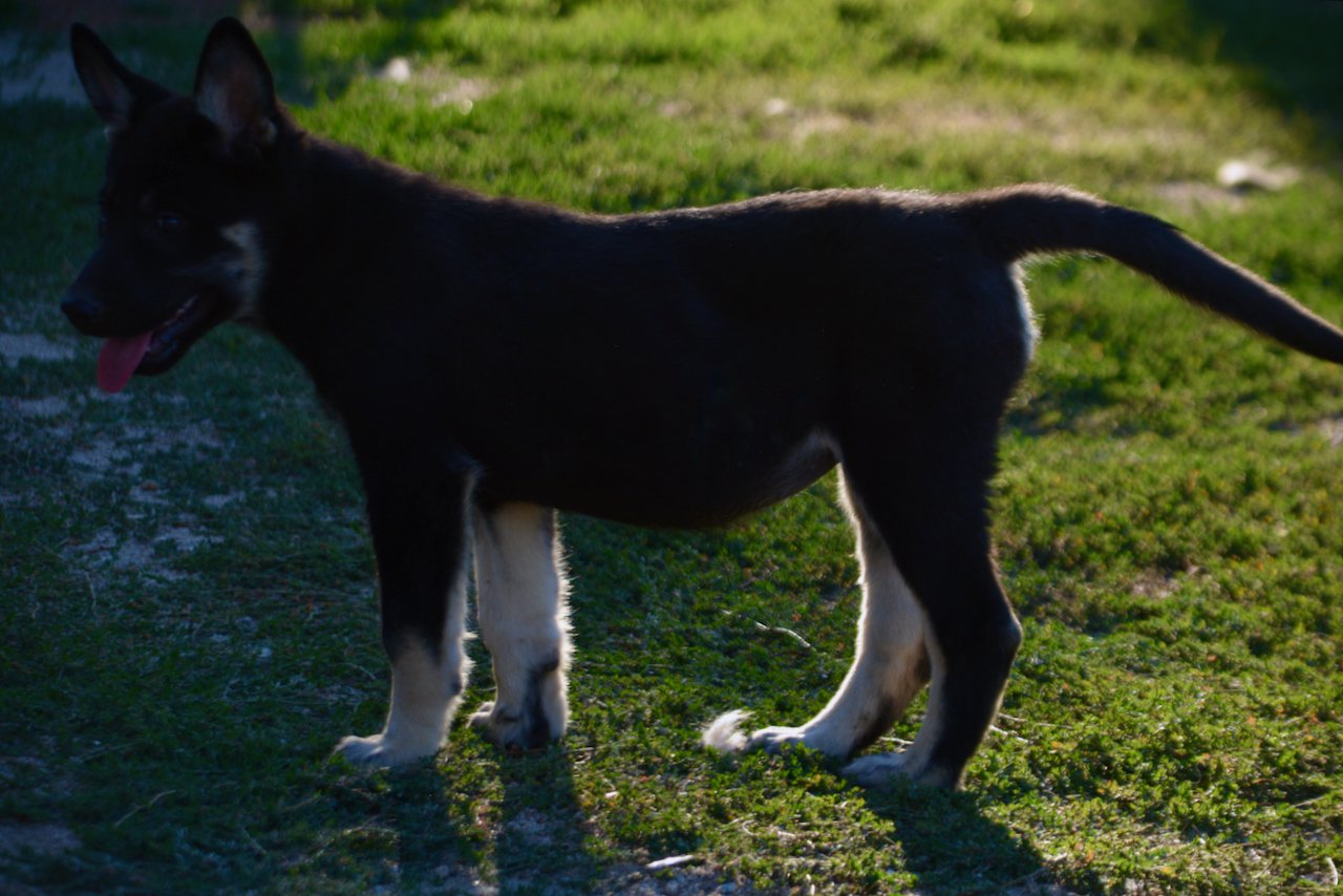 Happy Days - 12 weeks old - Joanie - standing backlit1