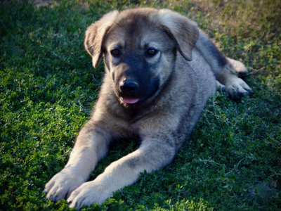 Happy Days - 12 weeks old - Jenny - laying in grass - front
