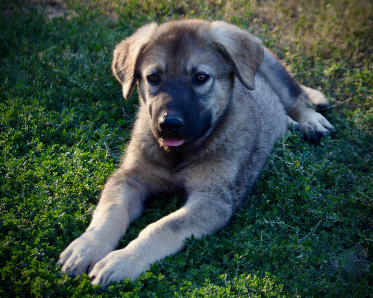 Happy Days - 12 weeks old - Jenny - laying in grass - front