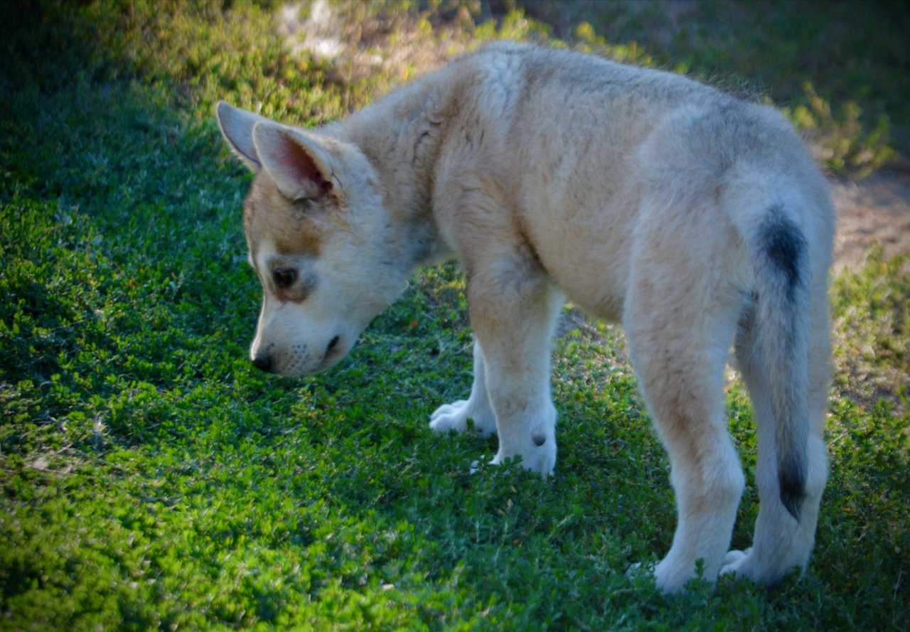 Happy Days - 12 weeks old - Heather - rear view looking back