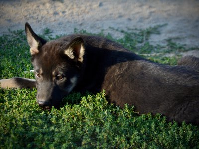 Happy Days - 12 weeks old - Joanie - laying in grass - looking back