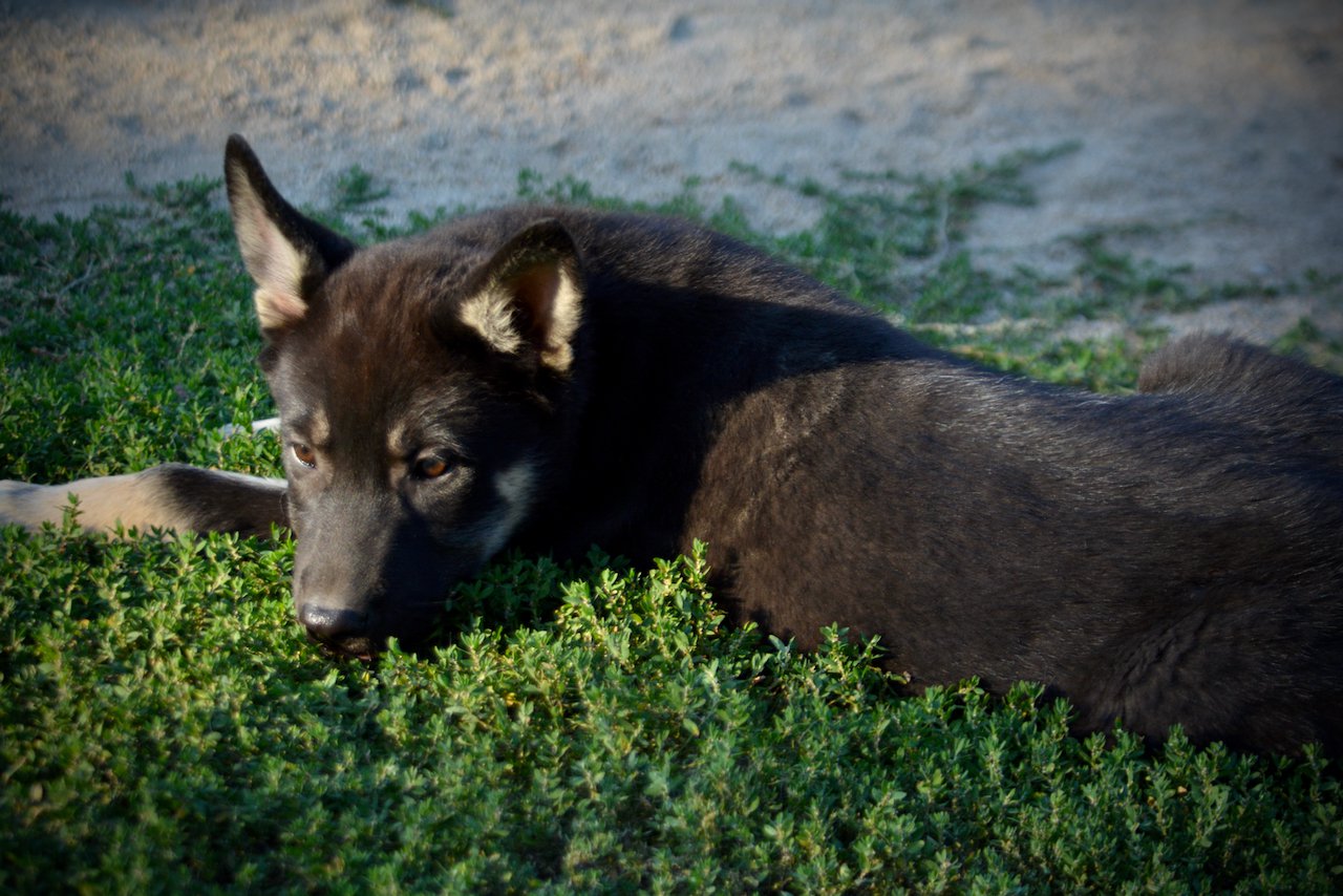 Happy Days - 12 weeks old - Joanie - laying in grass - looking back