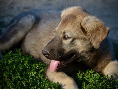 Happy Days - 12 weeks old - Jenny - laying in grass - looking left