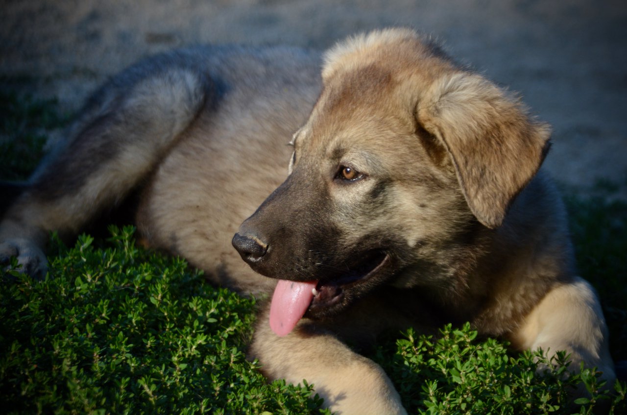 Happy Days - 12 weeks old - Jenny - laying in grass - looking left