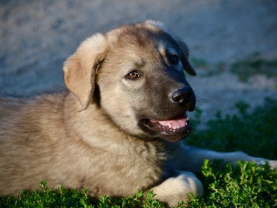 Happy Days - 12 weeks old - Jenny - laying in grass - smiling tongue