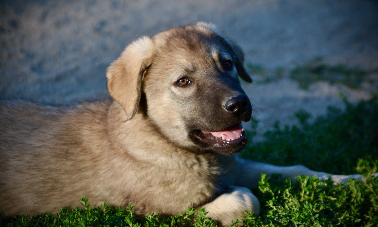Happy Days - 12 weeks old - Jenny - laying in grass - smiling tongue
