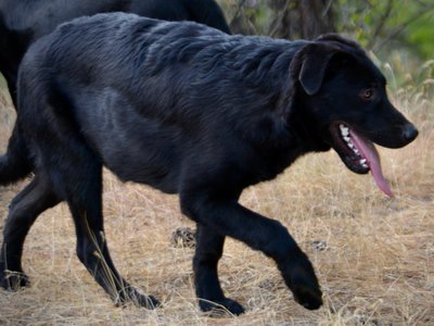 Cherry Blossom - Equinox - 6 months old - walking right tongue out